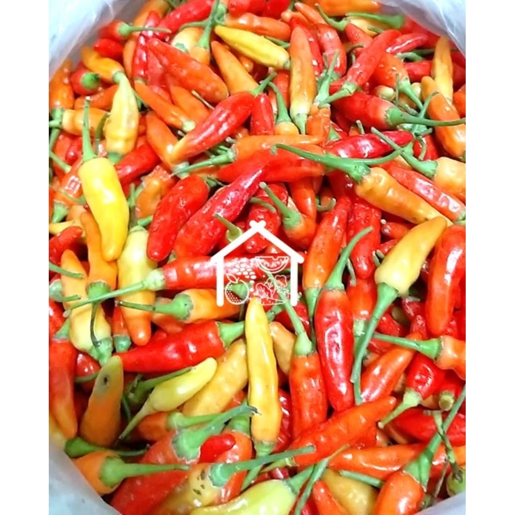 

Cabe Rawit Merah 500 Gram Pilihan Hemat