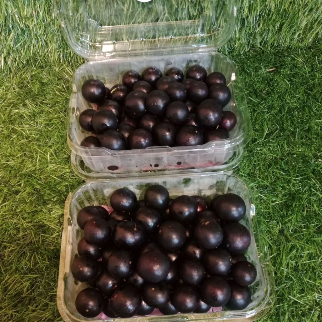 

Anggur Brazil / Jaboticaba