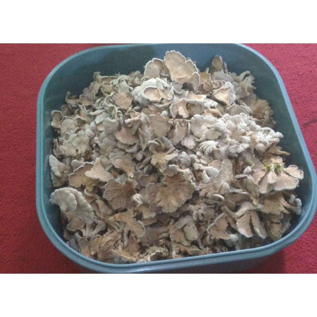 

jamur grigit/Tihaw higit