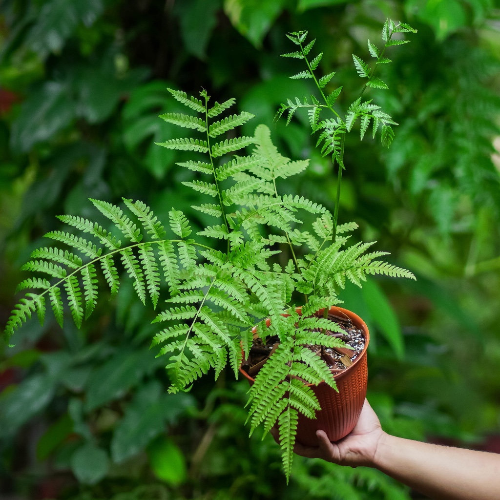 Pteris wallichiana / Tanaman Pakis Terestrial / Fern