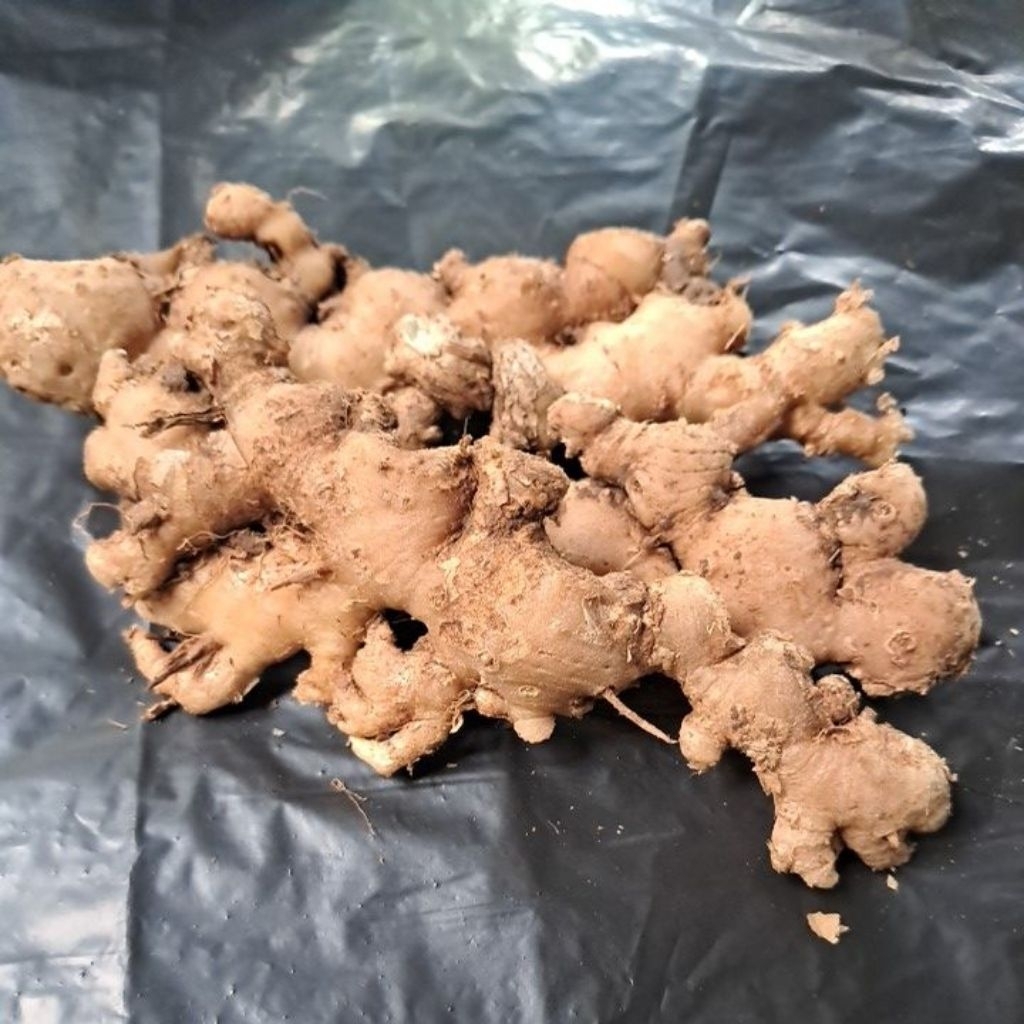 

Jahe emprit Pedas Cuci bersih 1kg