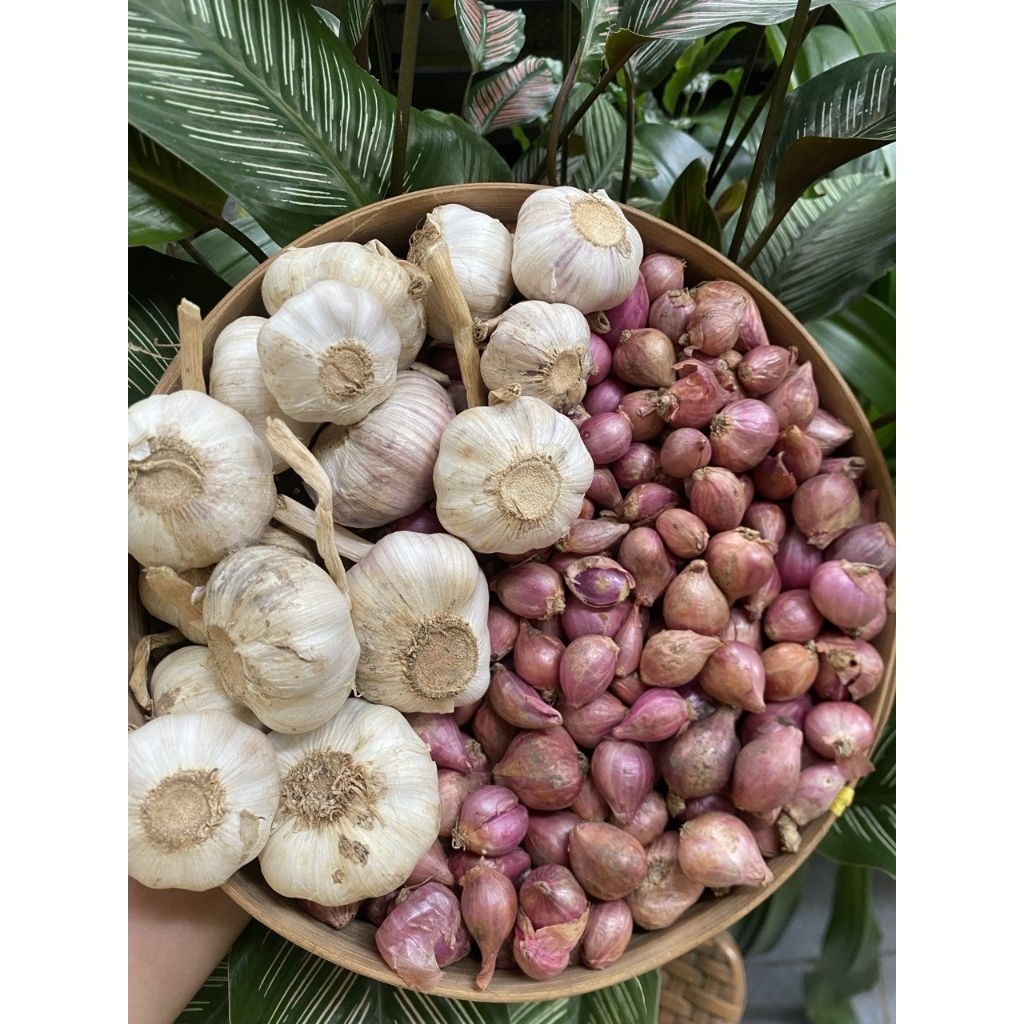 

paket bamer sedang ½kg + baput sinco ½kg(F)