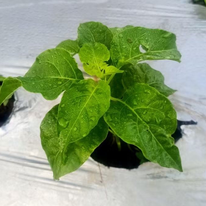 ( 3 ) Paket Pupuk Kocor Racikan Metode Mas Udin 5 Hst