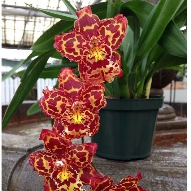 ANGGREK ONCIDIUM SPIKE BUNGA ( Sheila Anne 'Hilo Glory' )