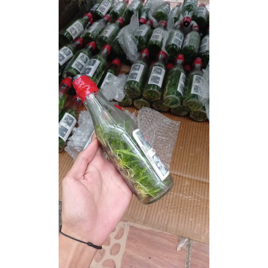 Anggrek Botol ID Random Bulatan /  Keriting