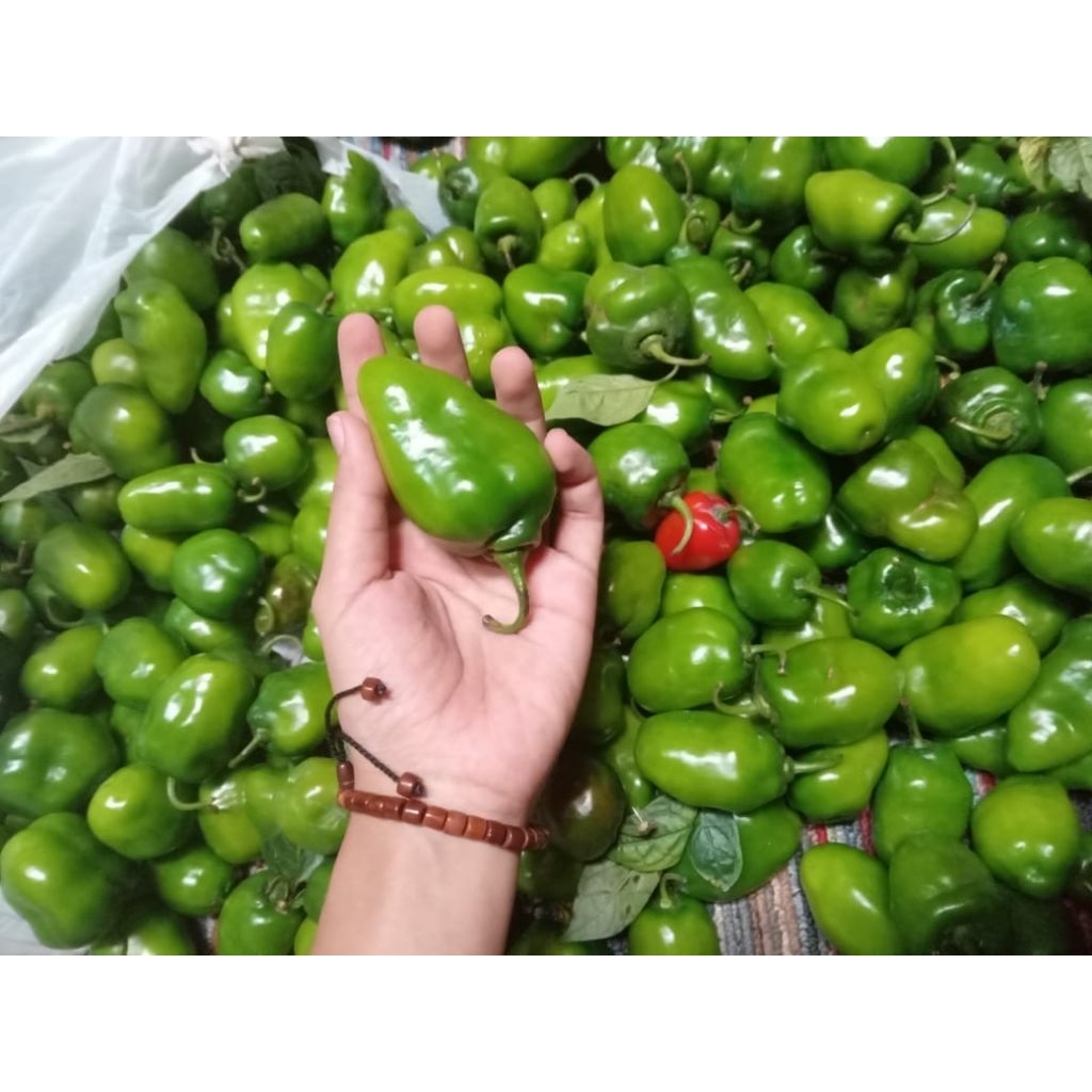 

cabe gendot viral asli dieng fresh 1000gr
