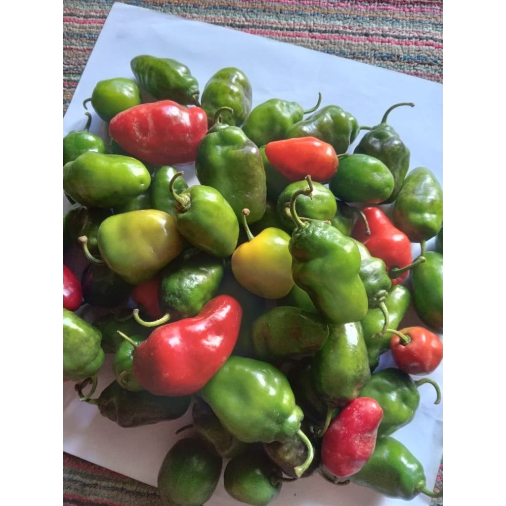 

cabe gendot asli dieng (200g fresh)
