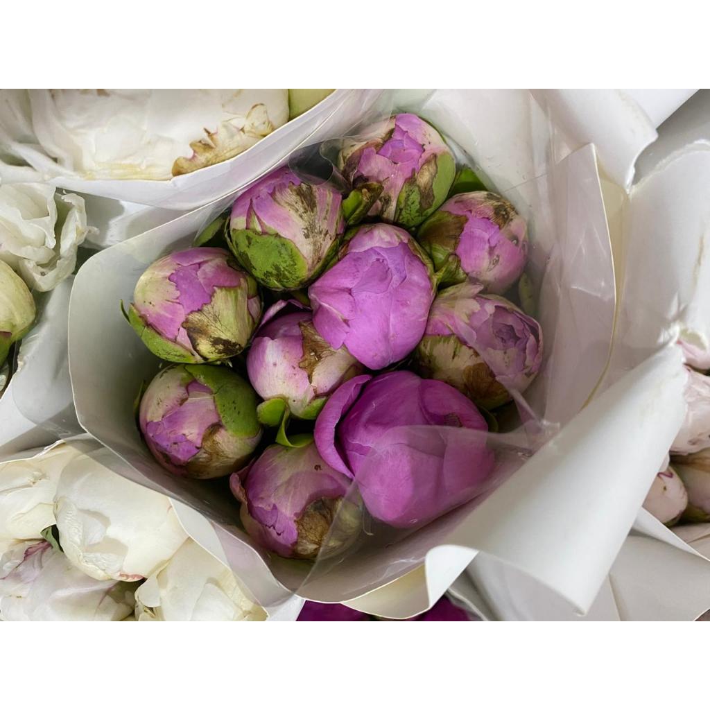 Bunga Segar Peaony/ Bunga Impor /Bunga Segar/Bunga potong segar /Fresh cut flower
