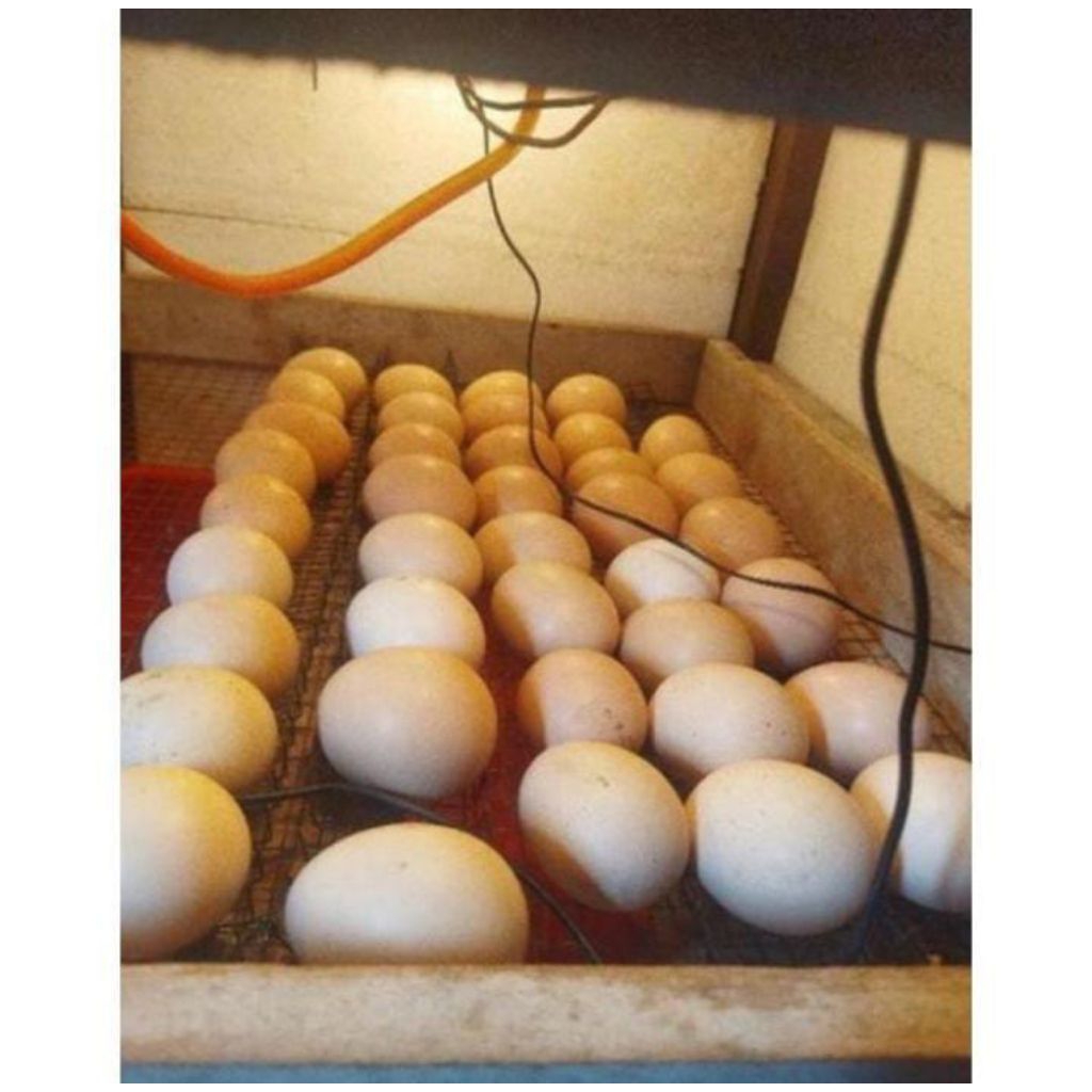 

Telur fertil ayam kampung KUB2 untuk ditetaskan