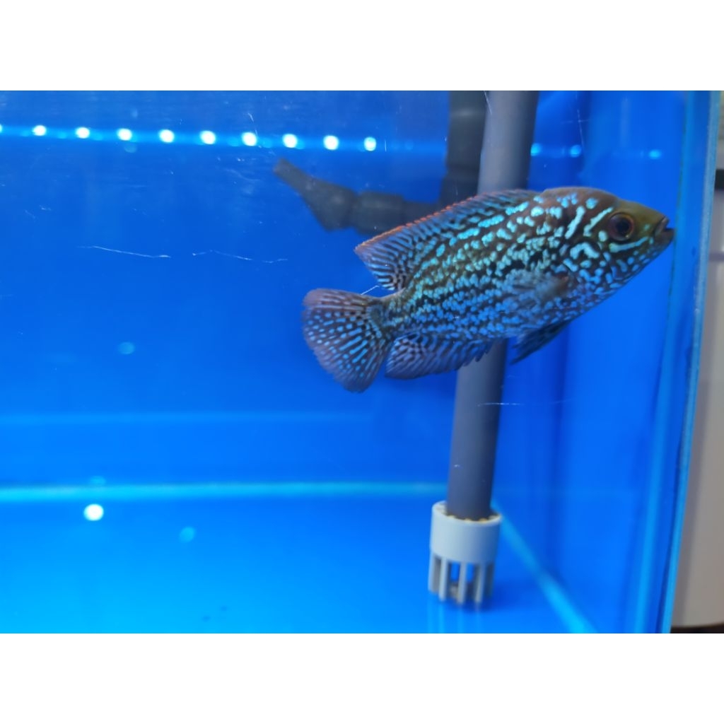 louhan kamfa gen Golden base