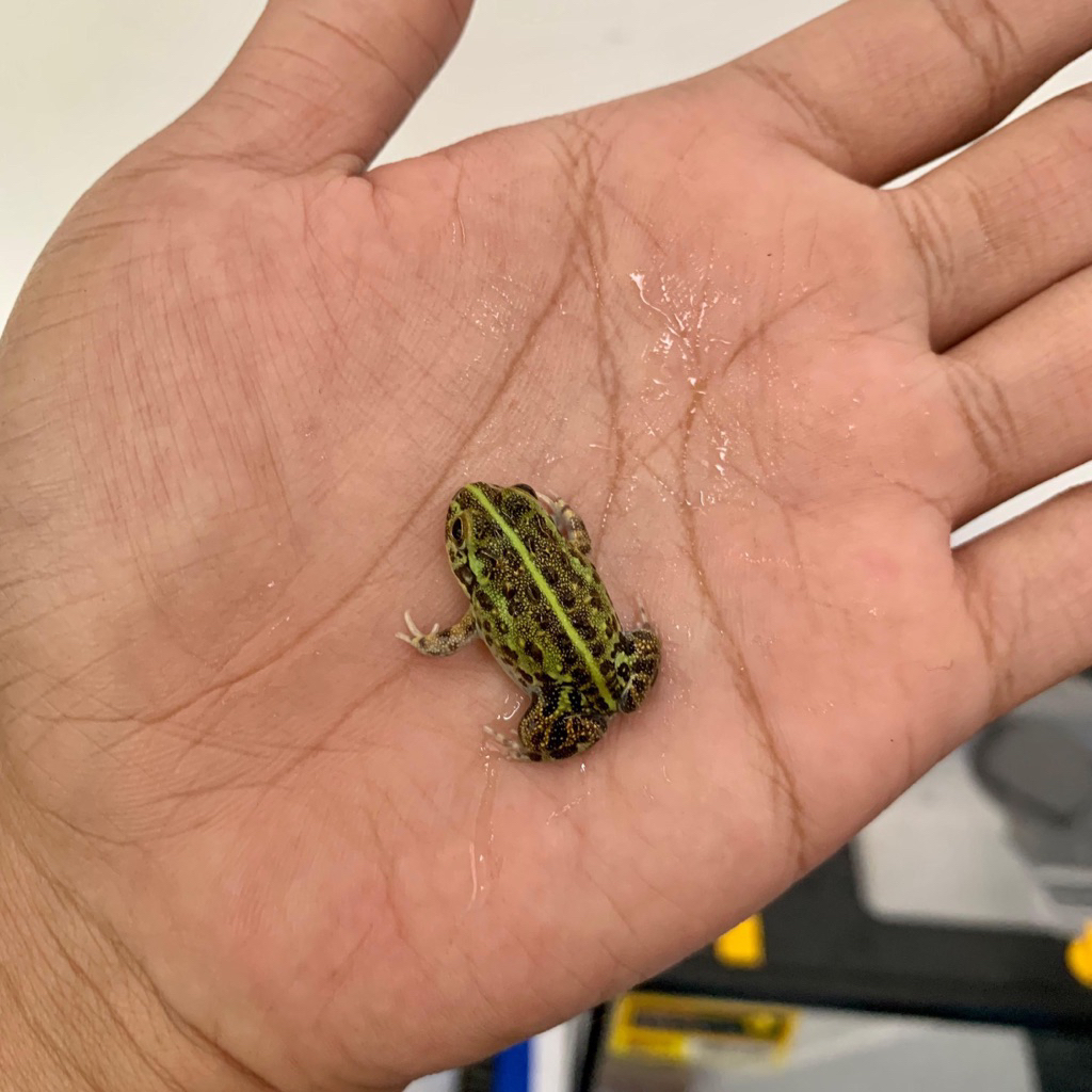 Mainan Kartu Kodok Pixie / African Giant Bullfrog Toy