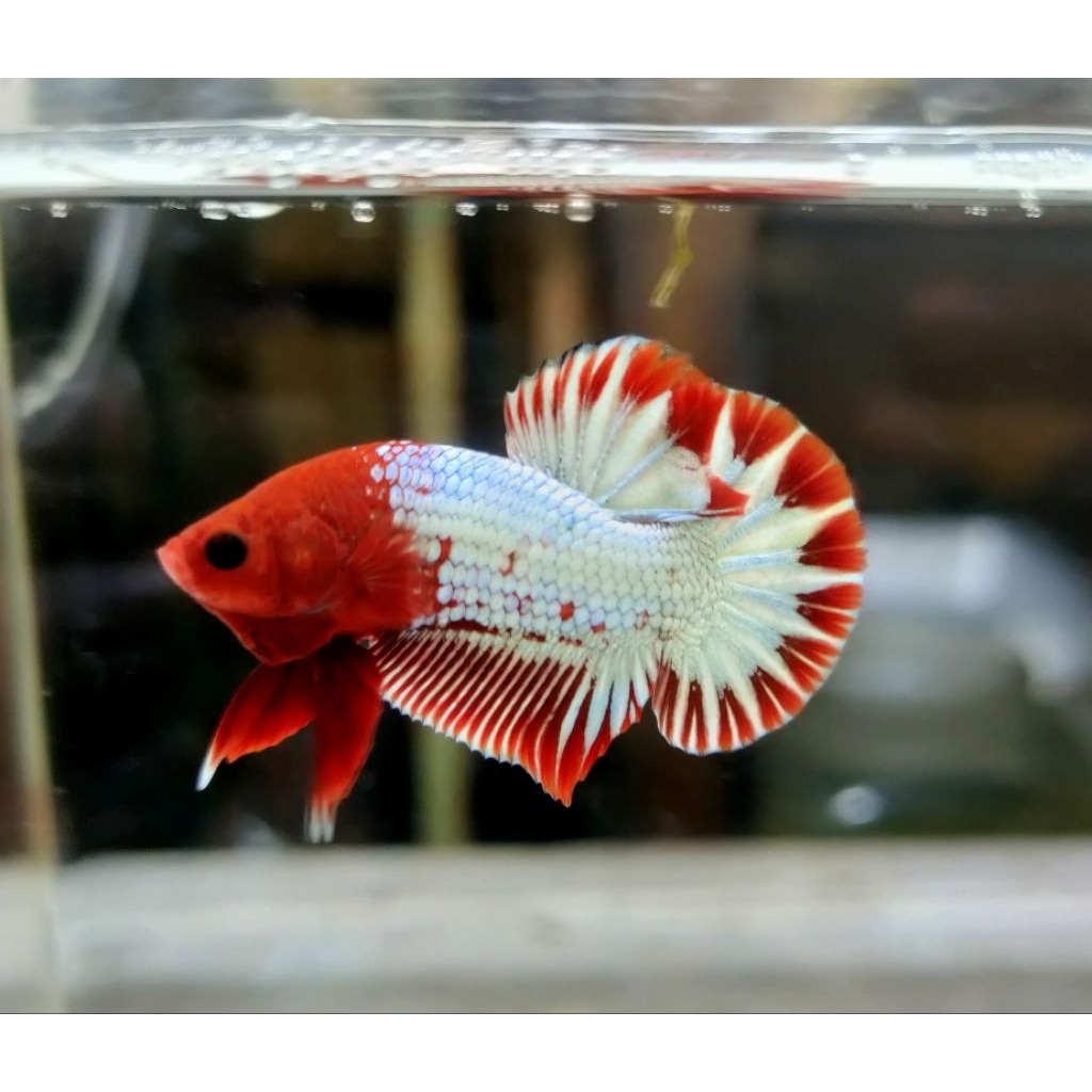 pk red fccp startail