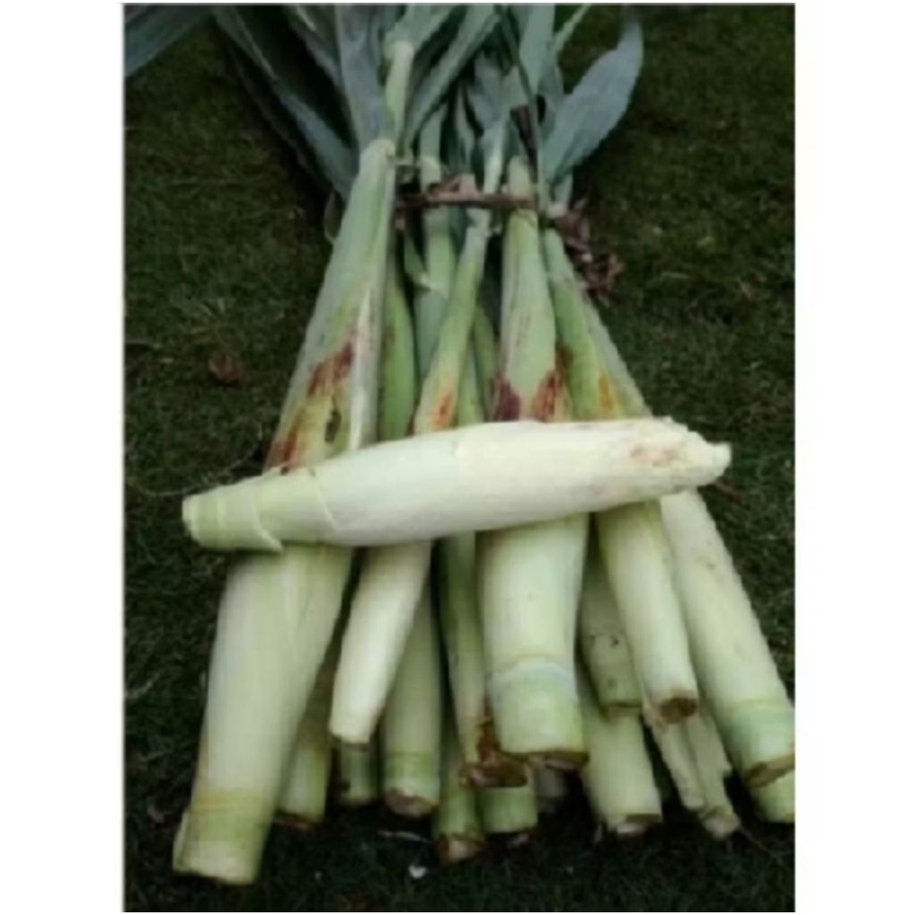 

terubuk terbaik/endog tebu/bunga telor tebu 500 gram