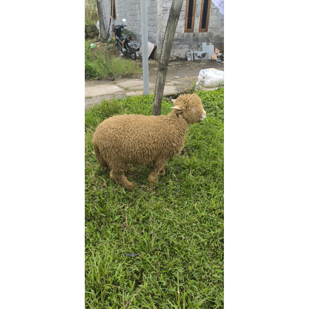 domba Merino spek kurban kambing qurban