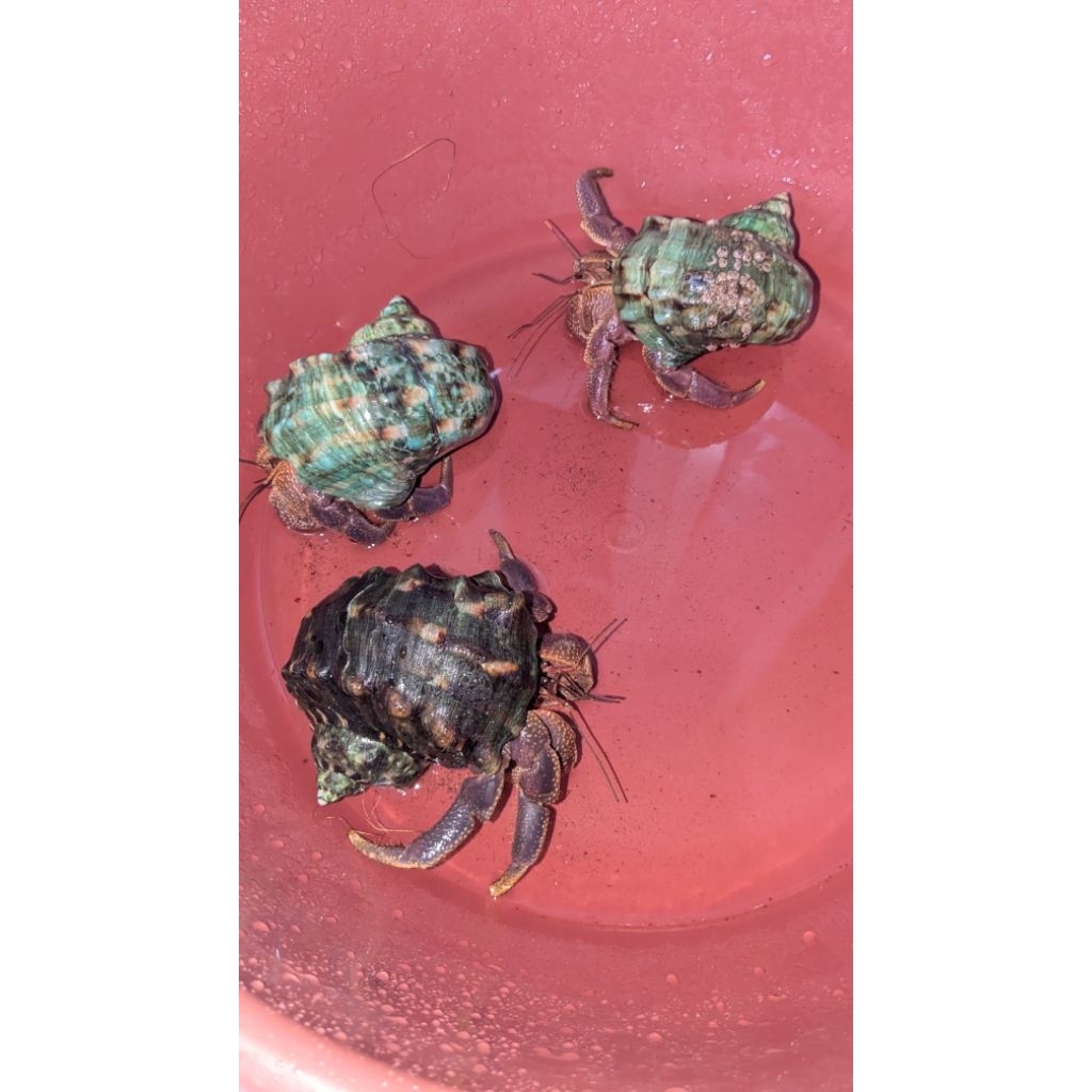 Coenobita Brevimanus XXL+ 12cm dan 13cm pakai cangkang marmoratus, mainan kelomang jumbo