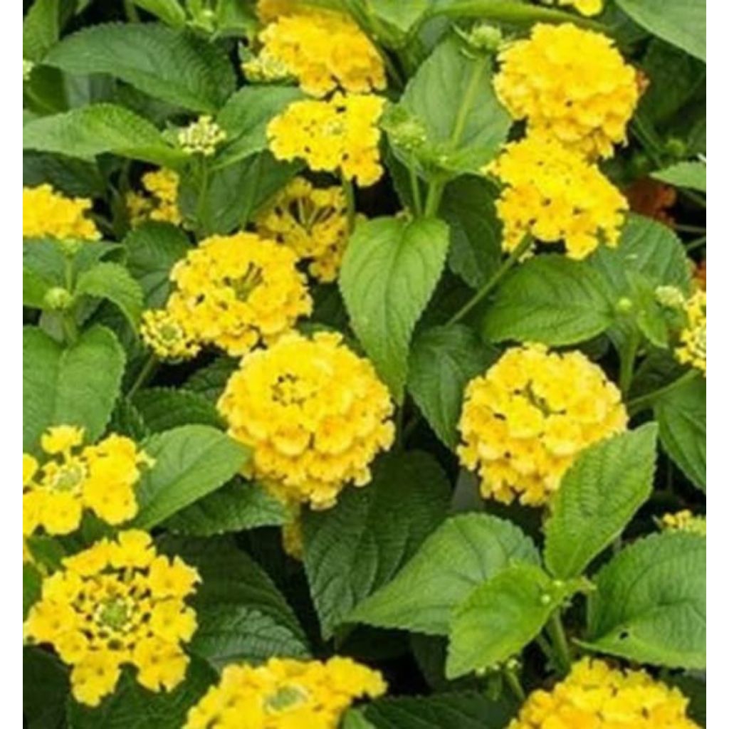 Tanaman bunga lantana camara