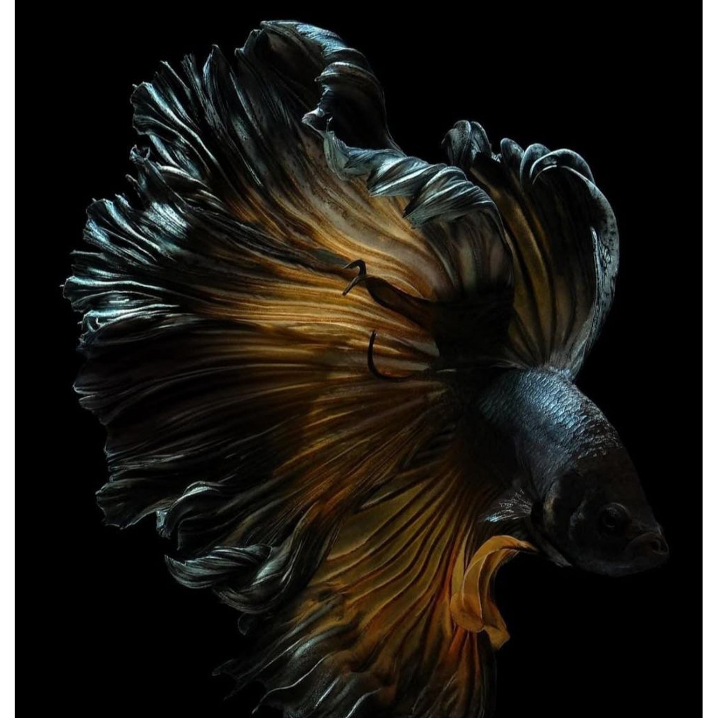 HM YELOW COOPER RARE