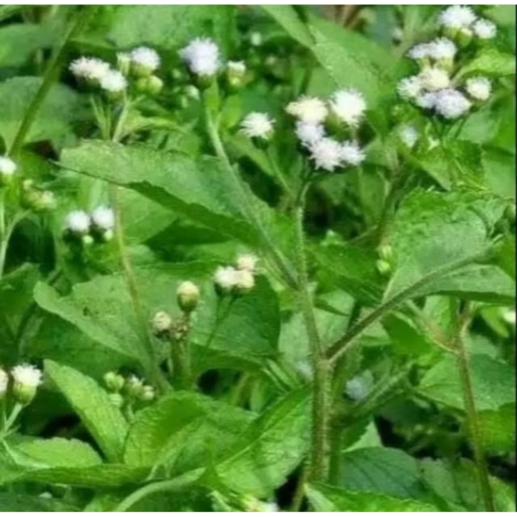 

DAUN BABADOTAN SEGAR 1.KG