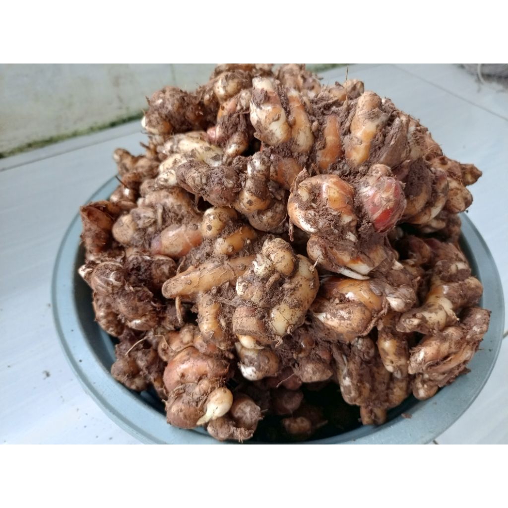 

Kencur Segar 1 Kg KENCUR SEGER 1 KG Kencur Murah 1 kg