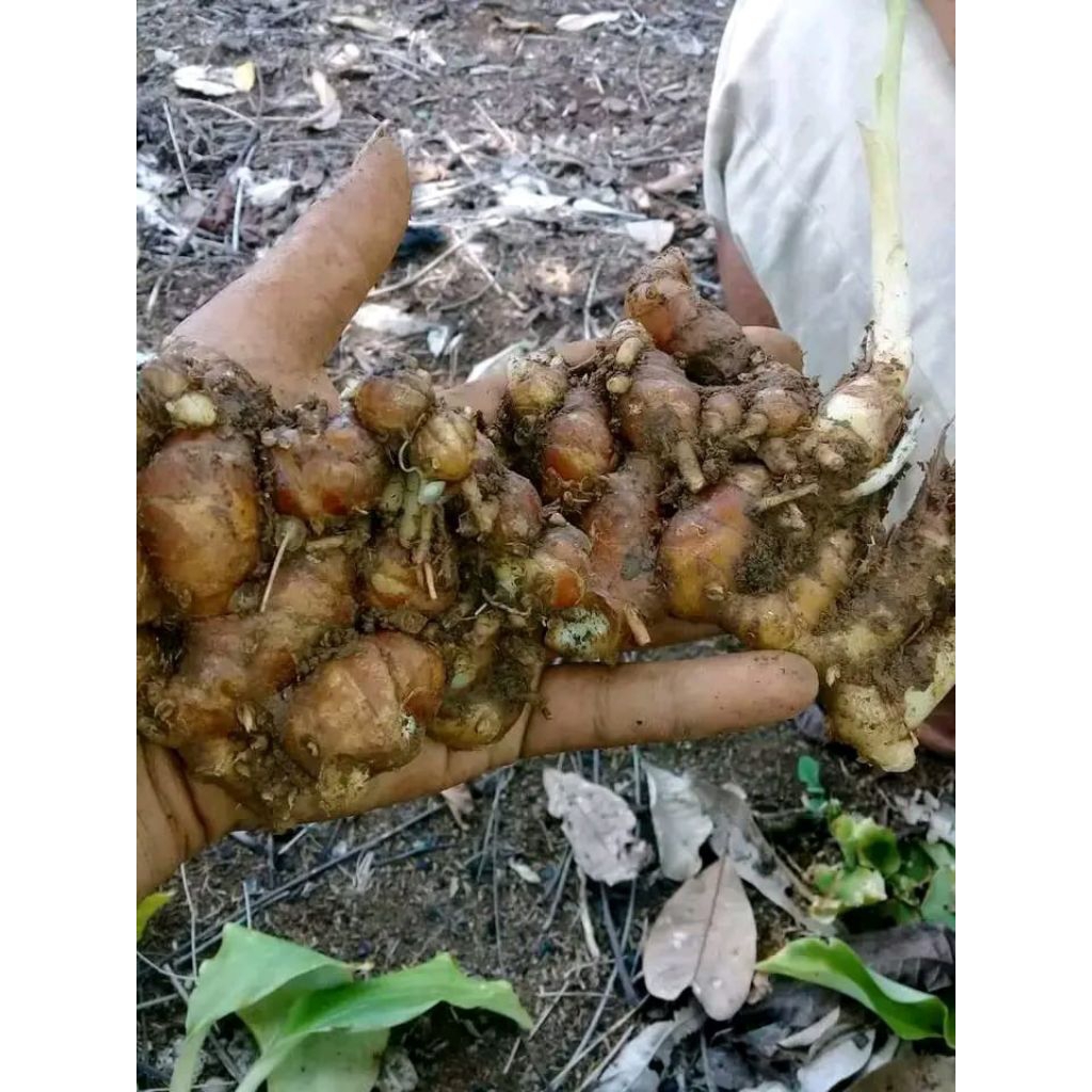 

kencur seger tua tua 800gram pandeglang banten
