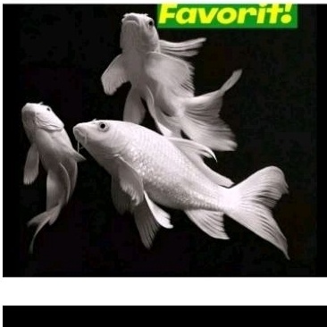 KODE X95E Koi Platinum Slayer jumbo 25cm