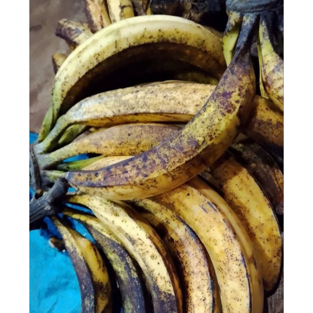 

PROMO... PISANG TANDUK JUMBO 280 / 350gr 1pcs Gratis Ongkir Bisa COD