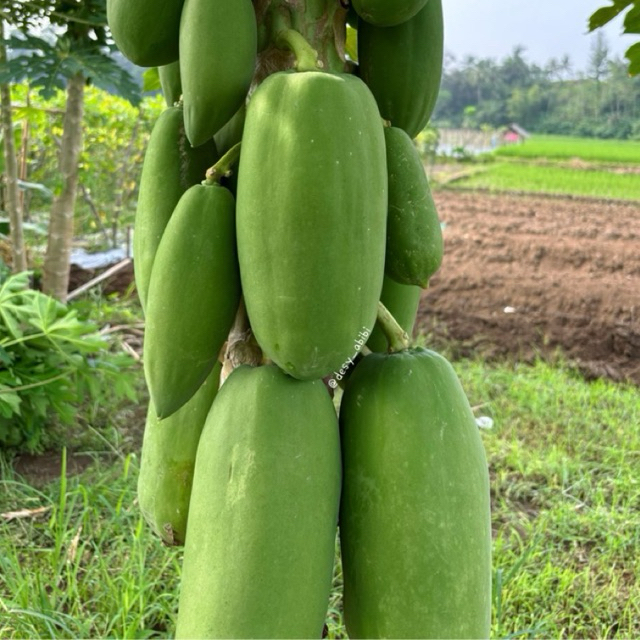 

Pepaya muda