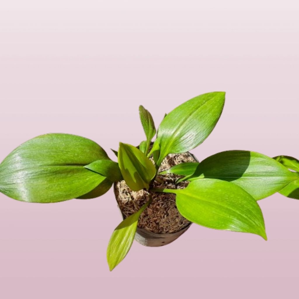 Anggrek Bulbophyllum