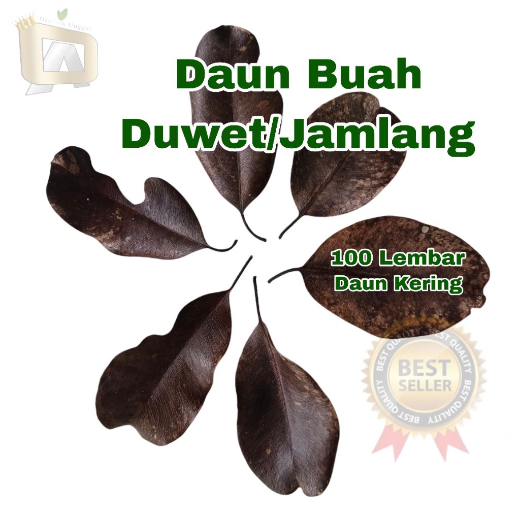 

Daun Jamlang/Duwet Kering Dan Segar Asli Khas Madura