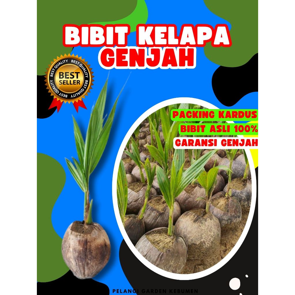 CEPAT BERBUAH.. Bibit Kelapa Kopyor Genjah, Bibit Kelapa Kopyor Genjah Pati