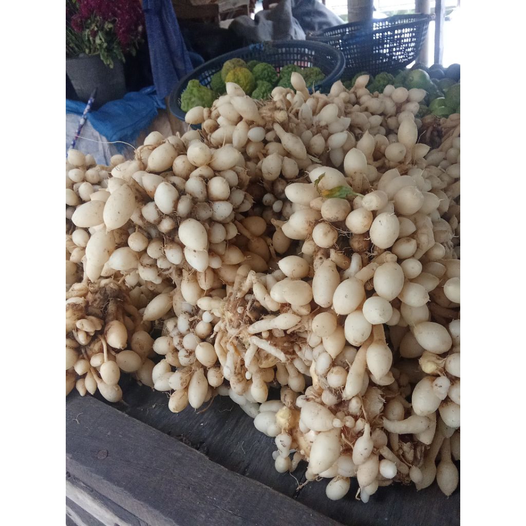 

KUNYIT PUTIH JAWA SEGER CANTIK PER 500G