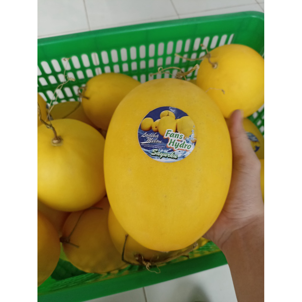 

MELON GOLD | MELON BUDIDAYA LOKAL