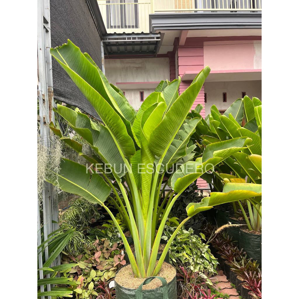 Pisang Kipas - Tanaman Hias Pisang Kipas - Pohon Pisang Kipas 2-3 Meter