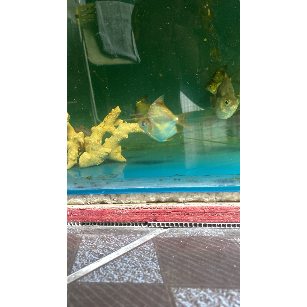 ikan kaviat panda sb king AA