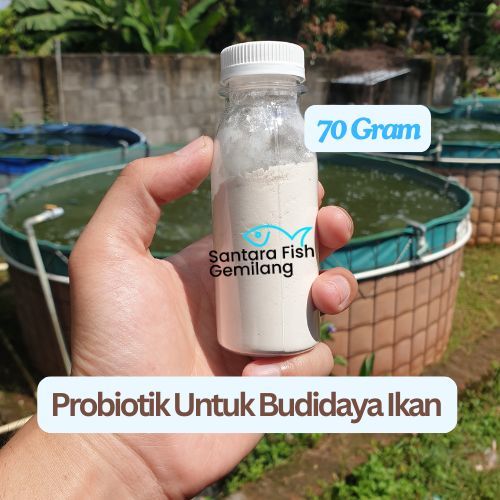 Probiotik untuk budidaya ikan nila sistem bioflok pegurai amoniak