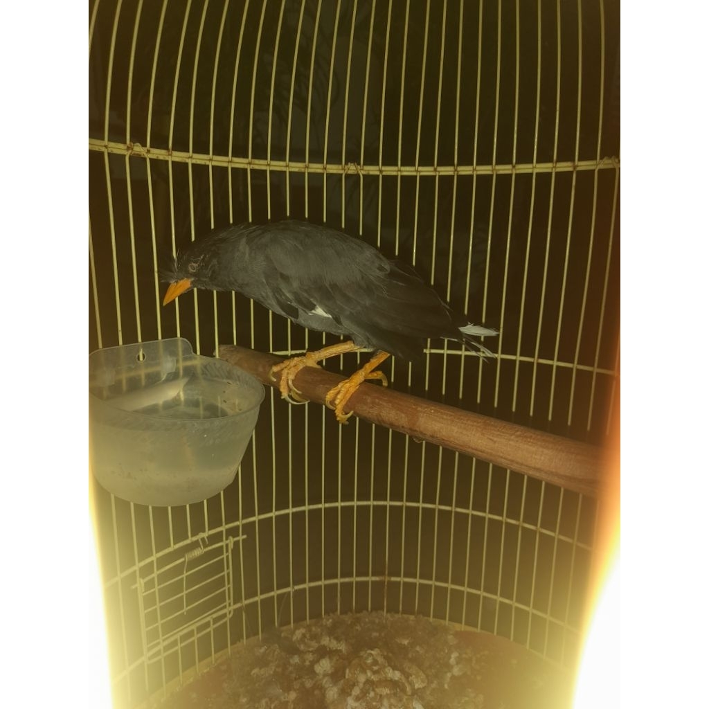 Burung Jalak Kebo