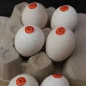 

PAKET TELUR AYAM KAMPUNG OMEGA 3PCS