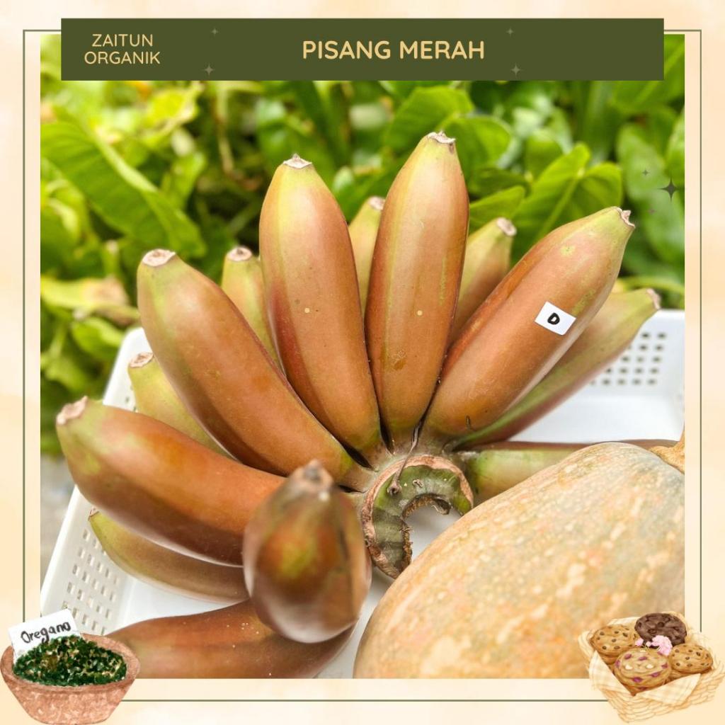 

Pisang Merah Organik | Pisang Tanpa Karbit | Pisang Merah Non GMO | Pisang Tanpa Pupuk Kimia | Zaitun Organik