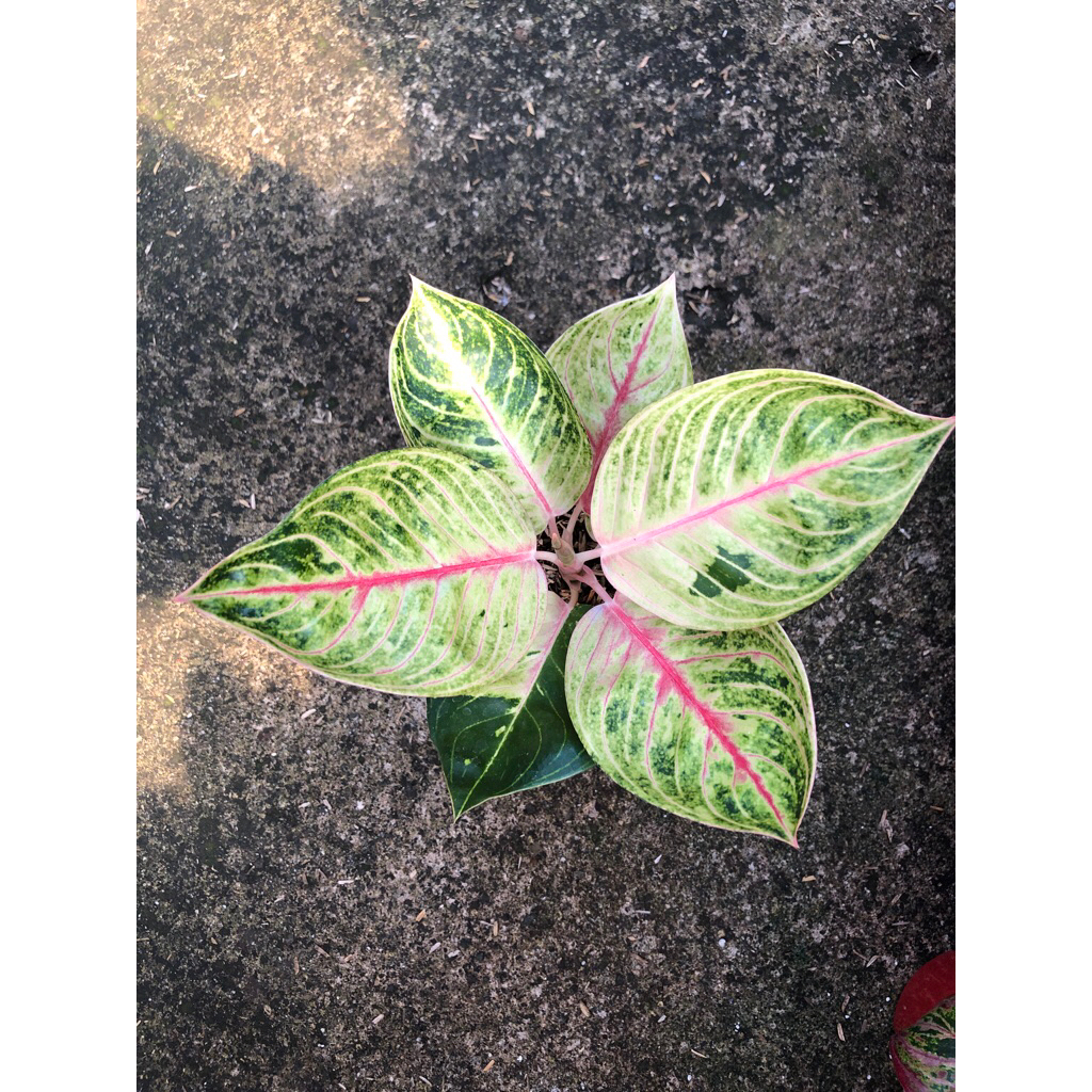 Aglaonema Moonlight Tanian lokal