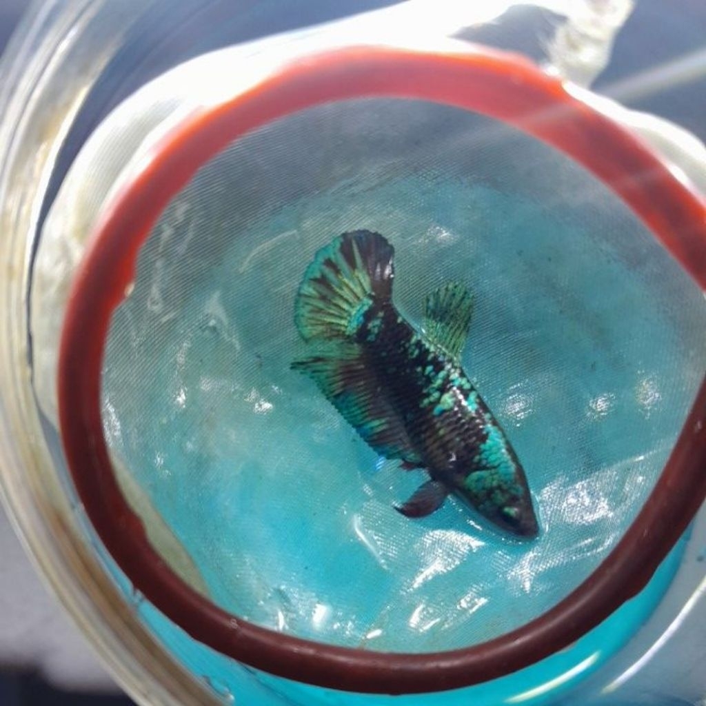 ikan cupang avatar green metalic female