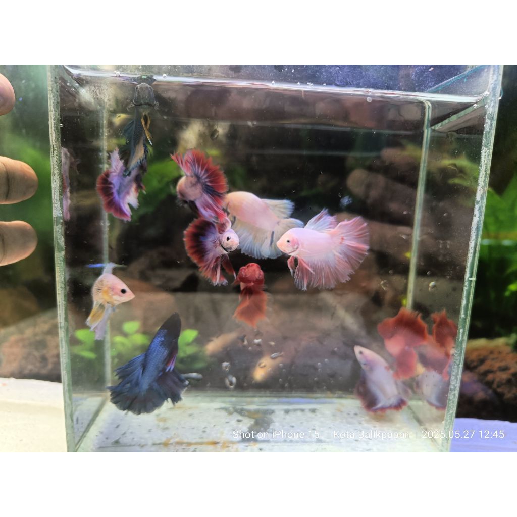 hiasan aquarium IKAN CUPANG