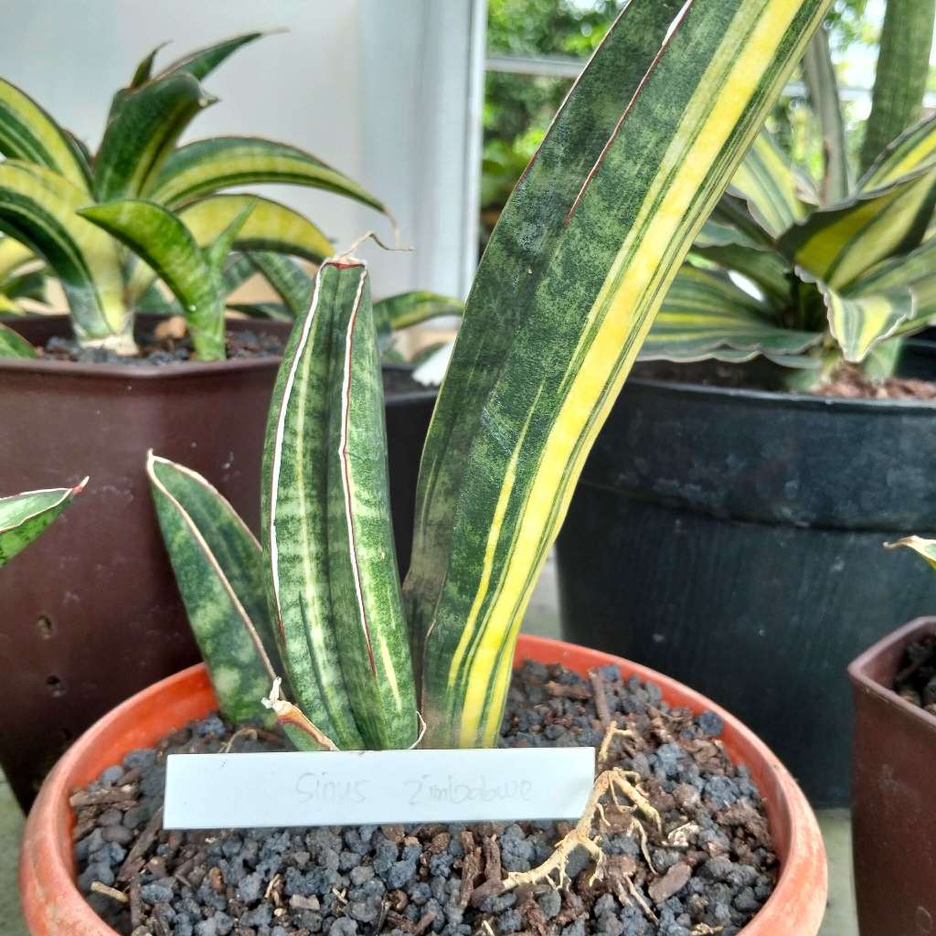 Sansevieria sinus zimbabwe varigata