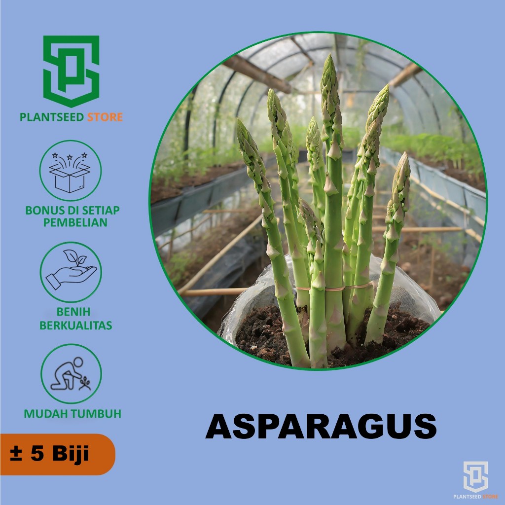 PlantSeed - 5 Benih Bibit Asparagus Green UC-157 Import Varietas Hijau f1