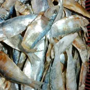 

IKAN ASIN TEMBANG 100gram