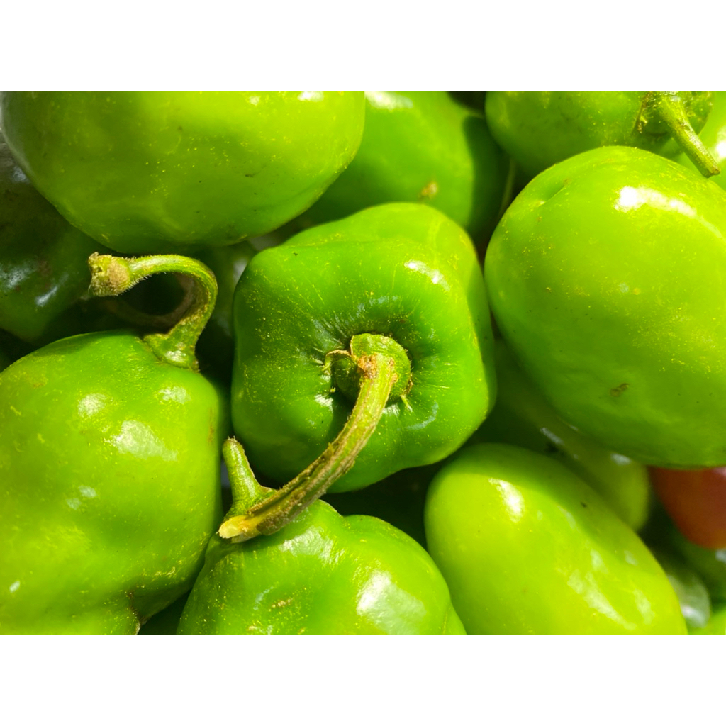 

Cabe Gendot Dieng Asli | Super Pedas | Cabe Gendot Viral Terbaru 2025 | Cabe Unik Rasa Nampol!