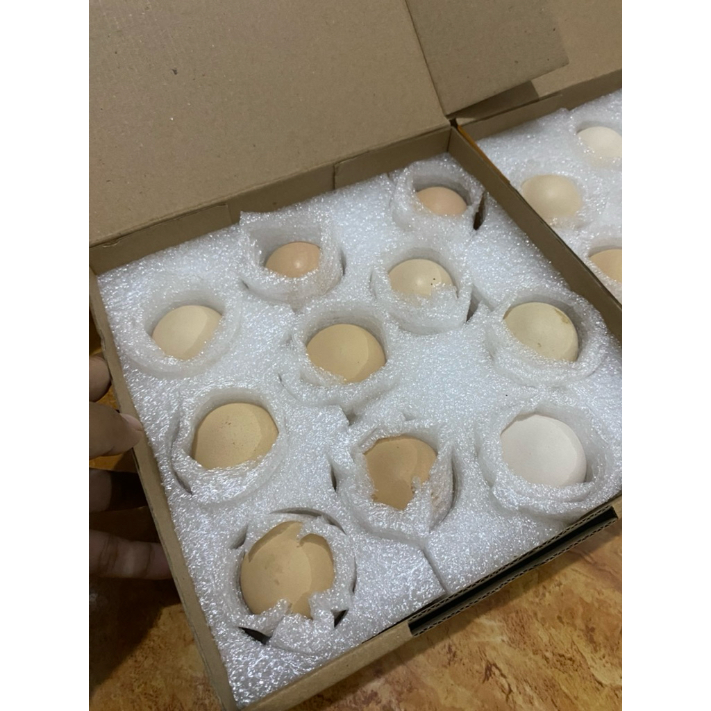 

Telur Tetas Kuntara 4 Ori - 1 Box Isi 10