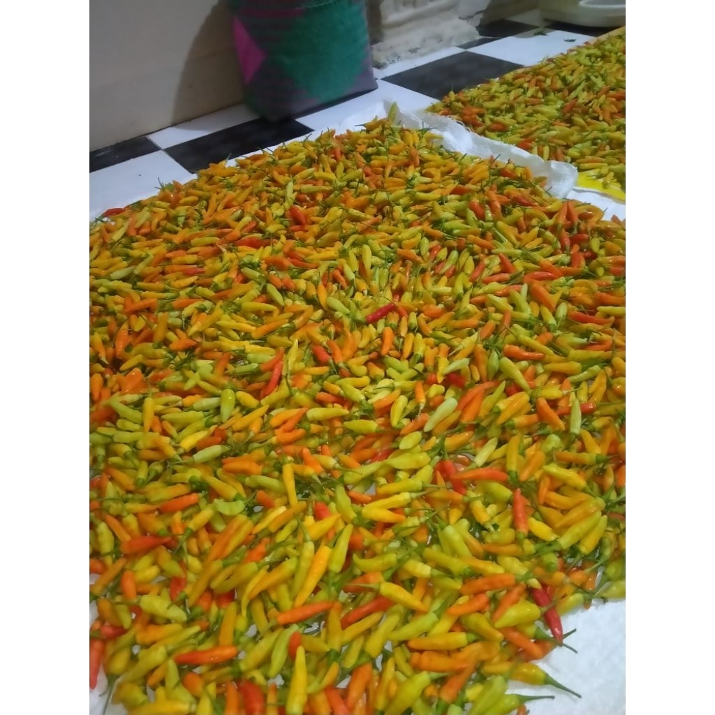 

cabe rawit merah/rawit setan 500gr