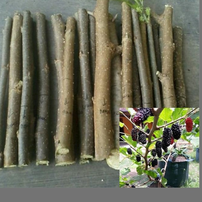 

3 STIEK TANAMAN MURBEI POHON BLACK BERRY TANAMAN HIAS HIDUP COD MURAH BONSAI