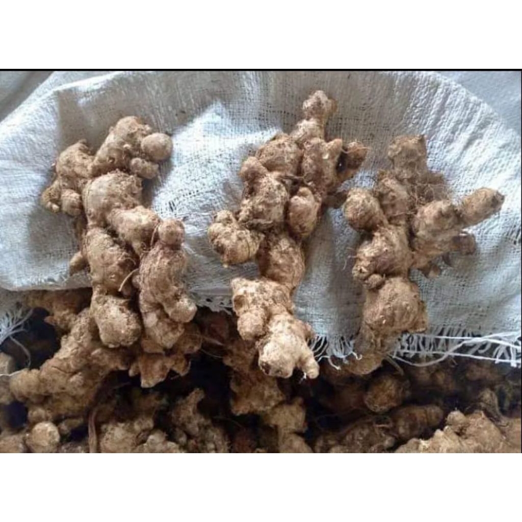 

1kg jahe emprit segar pedas tua