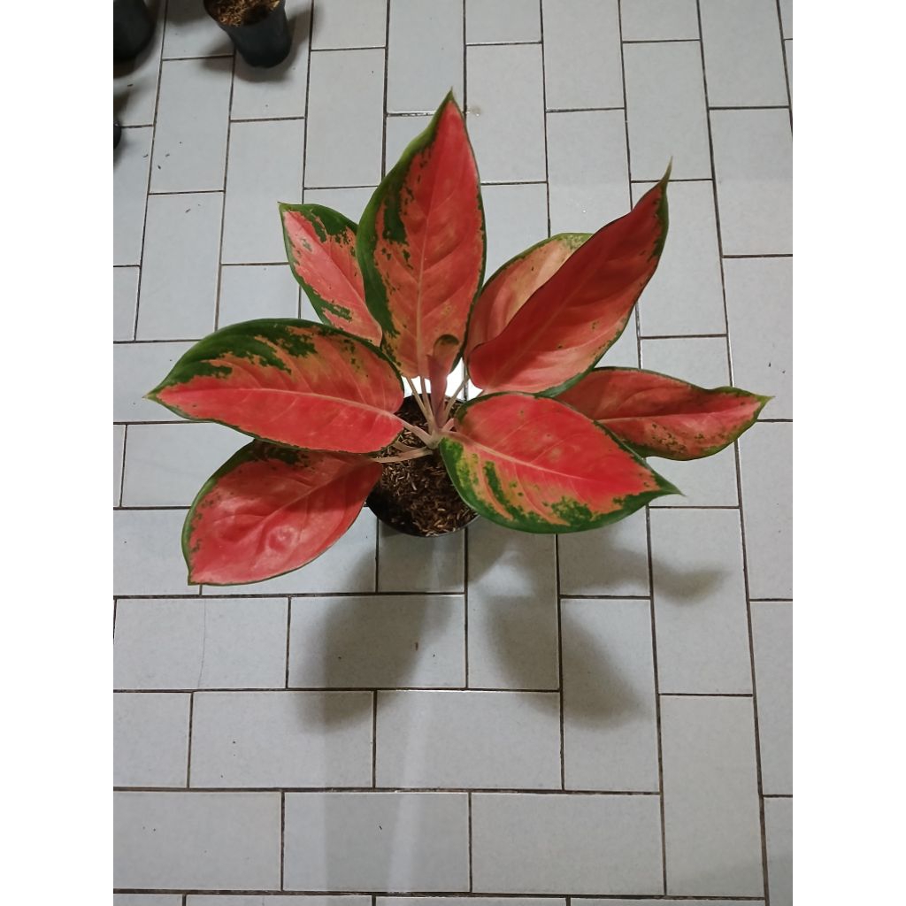 Aglaonema Kochin varian tembaga dewasa